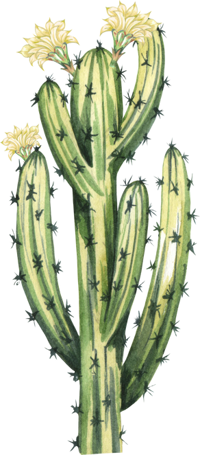 Watercolor cactus illustration. Botanical Armatocereus oligogonus cactus with flowers