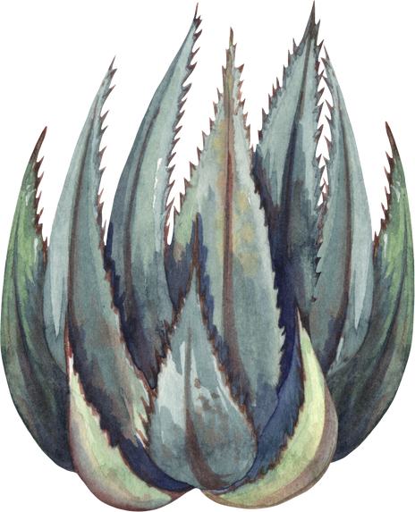 Watercolor cactus illustration. Botanical aloe succulent